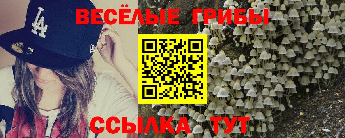 Псилоцибиновые грибы Cubensis Кудрово